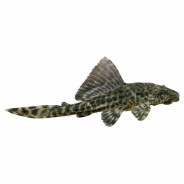 Plecostomus 5-6CM Pterygoplichthys pardalis | Akvaariokeidas