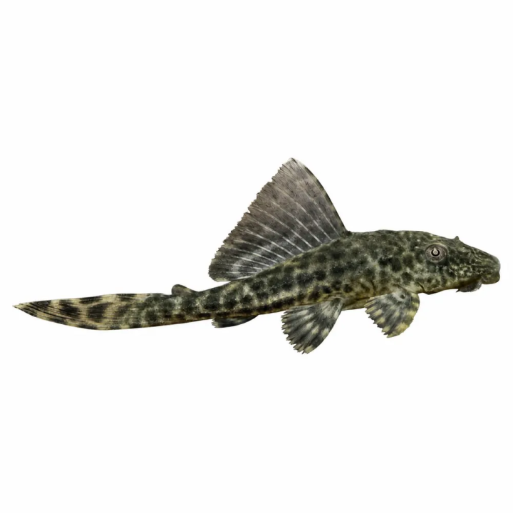 Plecostomus 5-6CM Pterygoplichthys pardalis | Akvaariokeidas