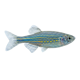 Jättedanio 4-6CM Devario aequipinnatus