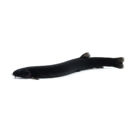 Pangio oblonga, Black Kuhli Loach
