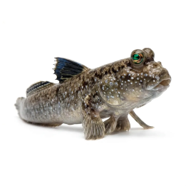 Slamkrypare Afrikansk Periophthalmus barbarus