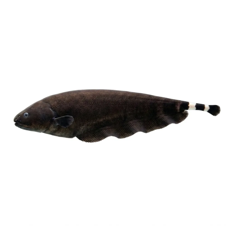 Black Ghost Knifefish (Apteronotus albifrons)