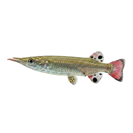 Nomorhamphus liemi