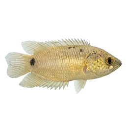 Kingsleys Ctenopoma 4-7CM Ctenopoma kingsleyae | Akvaariokeidas