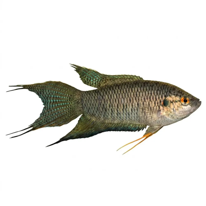 Paradise Fish black (Macropodus opercularis), 4-6 cm