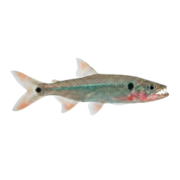 Acestrorhynchus falcatus 'Pará' 8-10 cm