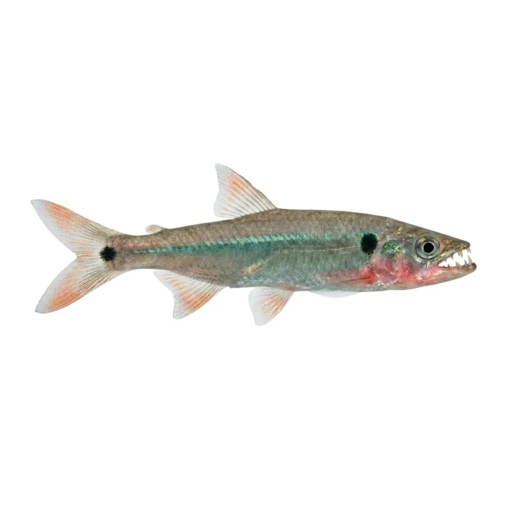 Acestrorhynchus falcatus 'Pará' 8-10 cm