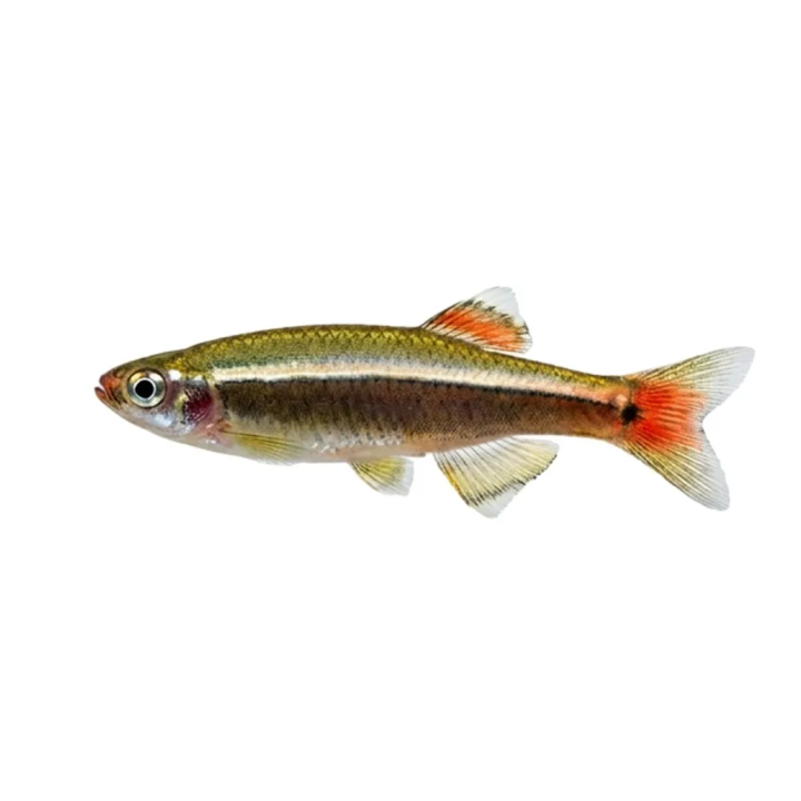 White Cloud Mountain Minnow (Tanichthys albonubes)