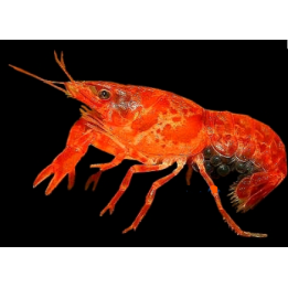 CPO Orange dvärgkräfta (Cambarellus patzcuarensis "Orange")