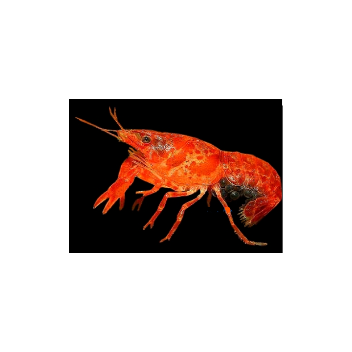 CPO Orange dvärgkräfta (Cambarellus patzcuarensis "Orange")