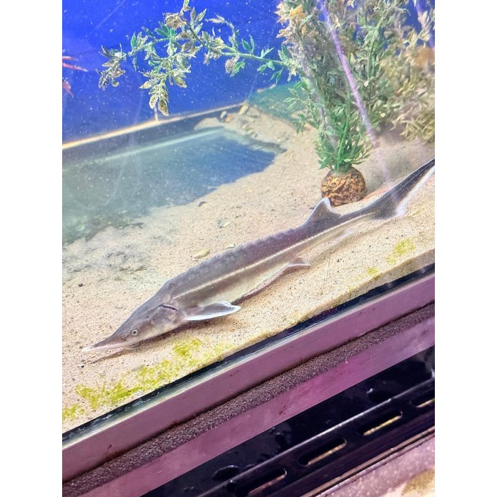 Sterletti (Acipenser ruthenus) on näyttävä ja rauhallinen sampikala suuriin puutarhalampiin.