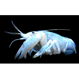 Blue Crayfish (Procambarus alleni Blue) is a striking freshwater crayfish with brilliant blue coloration.