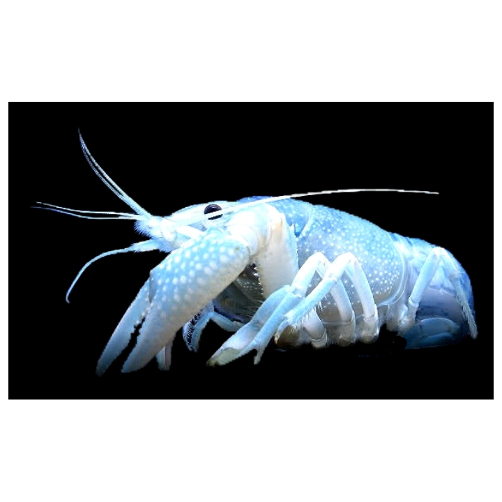 Sinirapu (Procambarus alleni Blue) on suosittu akvaariorapu, jonka voimakkaan sininen väritys kerää katseet.