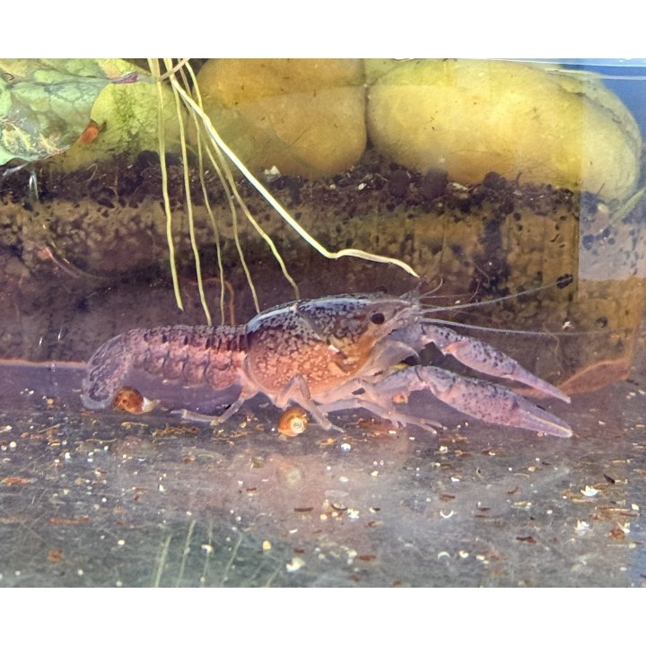 Blue Crayfish (Procambarus alleni Blue) is a striking freshwater crayfish with brilliant blue coloration.