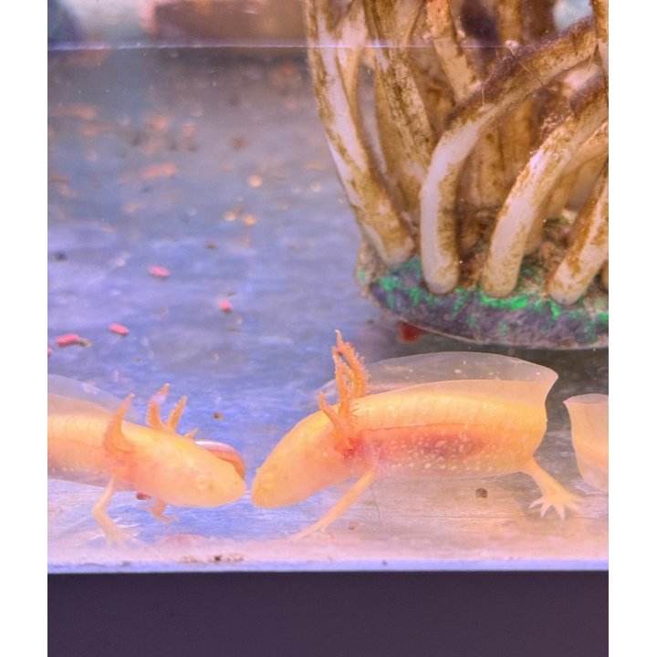 Gold Albino Pearl Axolotl