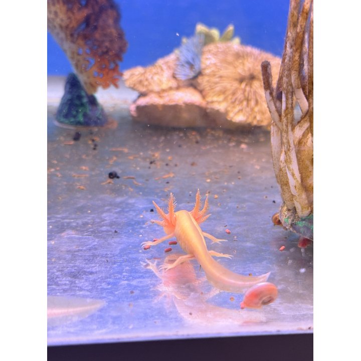 Gold Albino Pearl Axolotl