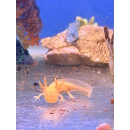 Gold Albino Pearl Axolotl