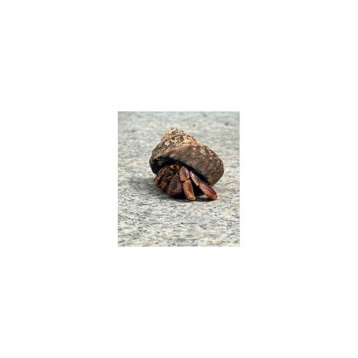 Karibisk eremitkräfta (Coenobita clypeatus) byter skal under hela livet och trivs bäst tillsammans med andra eremitkräftor.