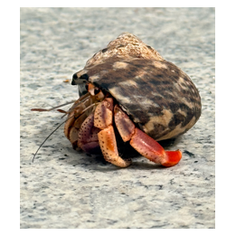 Karibian erakkorapu (Coenobita clypeatus) vaihtaa kotilonkuortaan kasvaessaan ja viihtyy parhaiten lajitovereidensa seurassa.