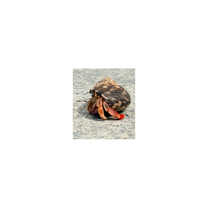 Karibisk eremitkräfta (Coenobita clypeatus) byter skal under hela livet och trivs bäst tillsammans med andra eremitkräftor.