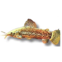 Spotted Hoplo Catfish (Megalechis thoracata / Hoplosternum thoracatum)