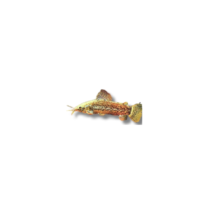 Spotted Hoplo Catfish (Megalechis thoracata / Hoplosternum thoracatum)