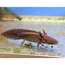 Wild Type Axolotl (Ambystoma mexicanum).