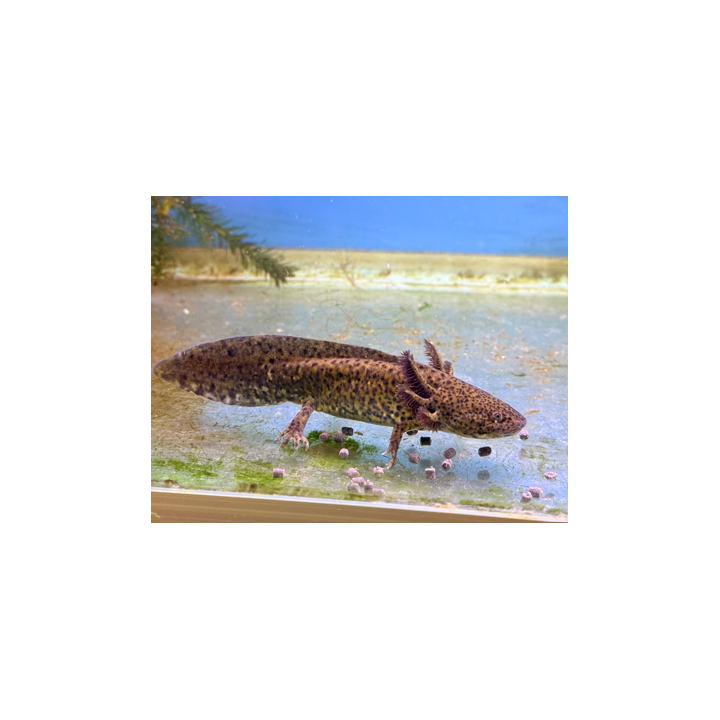 Wild Type -aksolotli (Ambystoma mexicanum) edustaa lajin luonnollista värimuotoa.