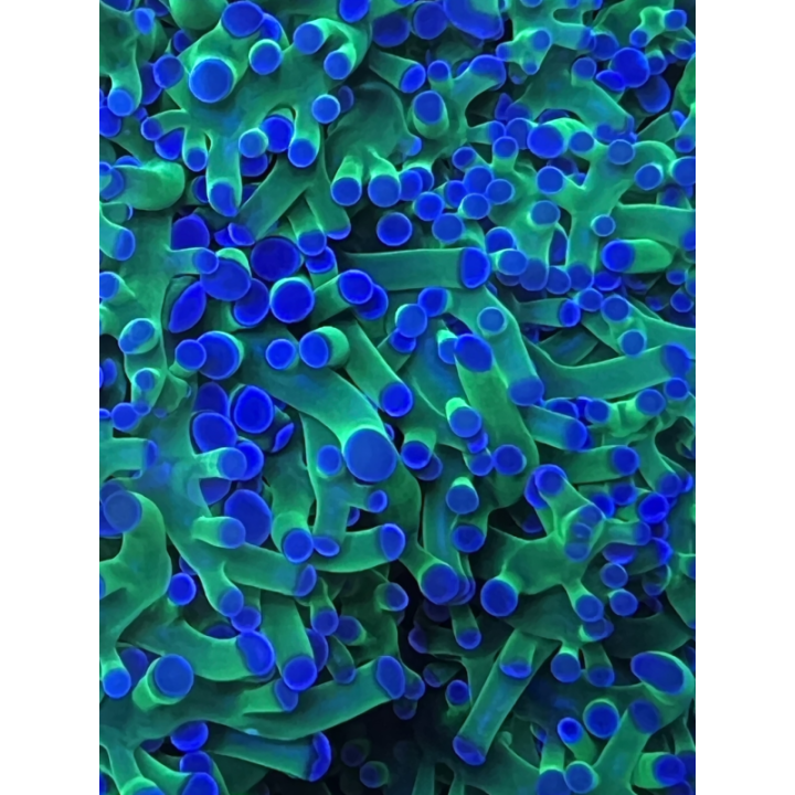 Aqua Medic TopView 250 - Aqua Medic