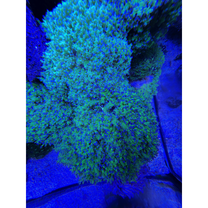 Aqua Medic TopView 250 - Aqua Medic