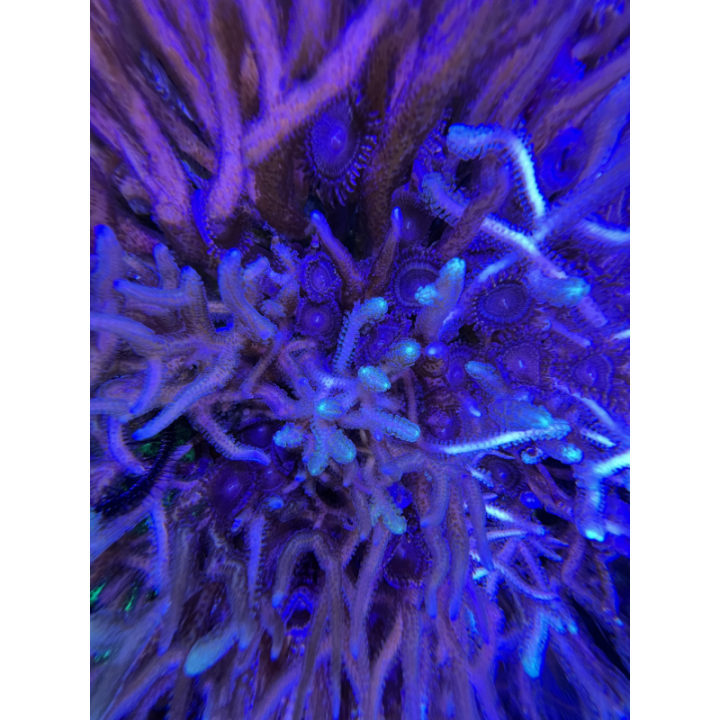 Aqua Medic TopView 250 - Aqua Medic