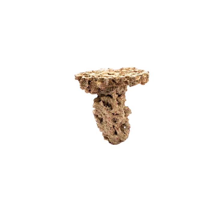 CaribSea Moani Shrooms 2 per box 9,07 kg