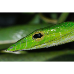 Long-nosed Tree Snake (Ahaetulla nasuta).