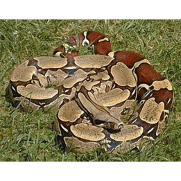 Common Boa (Boa constrictor).