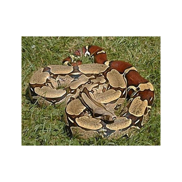 Kungsboa (Boa constrictor).