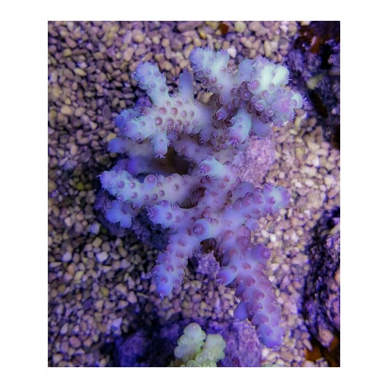 Acropora loripes