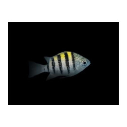 Abudefduf saxatilis - Ylikersanttikala