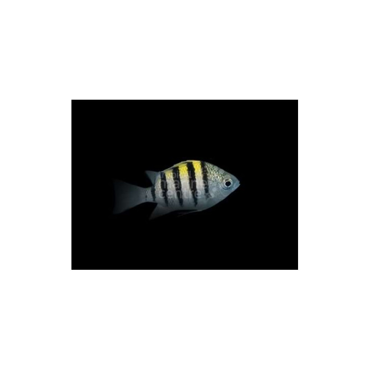 Abudefduf saxatilis - Ylikersanttikala