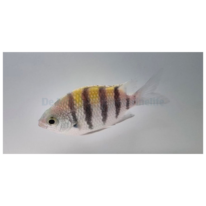 Abudefduf saxatilis - Ylikersanttikala