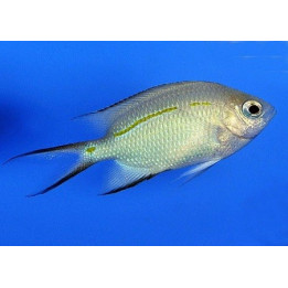 Acanthochromis polyacanthus - Haaraneitokala