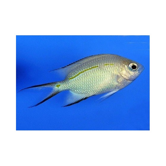 Acanthochromis polyacanthus - Haaraneitokala