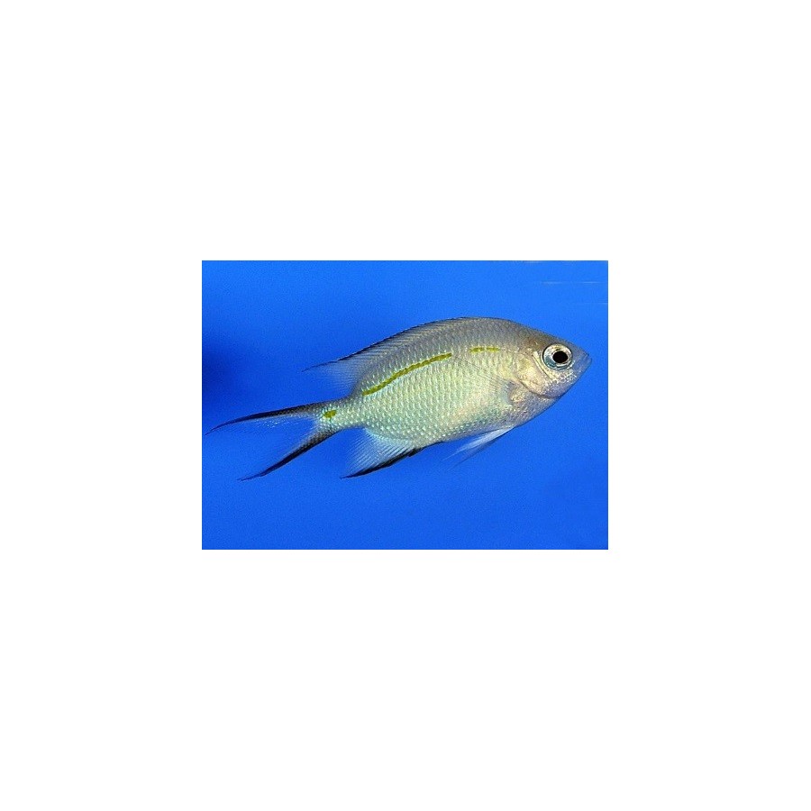 Acanthochromis polyacanthus - Haaraneitokala