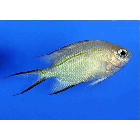 Acanthochromis polyacanthus - Haaraneitokala