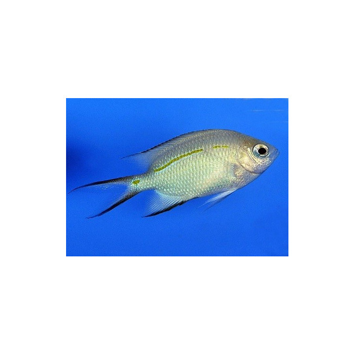 Acanthochromis polyacanthus - Haaraneitokala