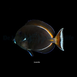 Acanthurus achilles , Tulivälskäri