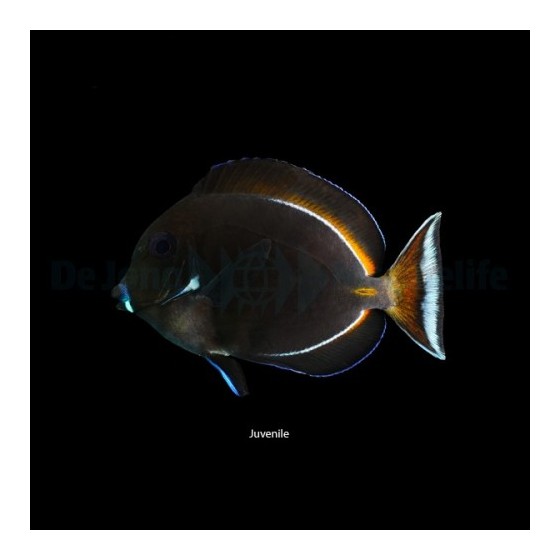 Acanthurus achilles - Tulivälskäri