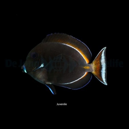 Acanthurus achilles - Tulivälskäri