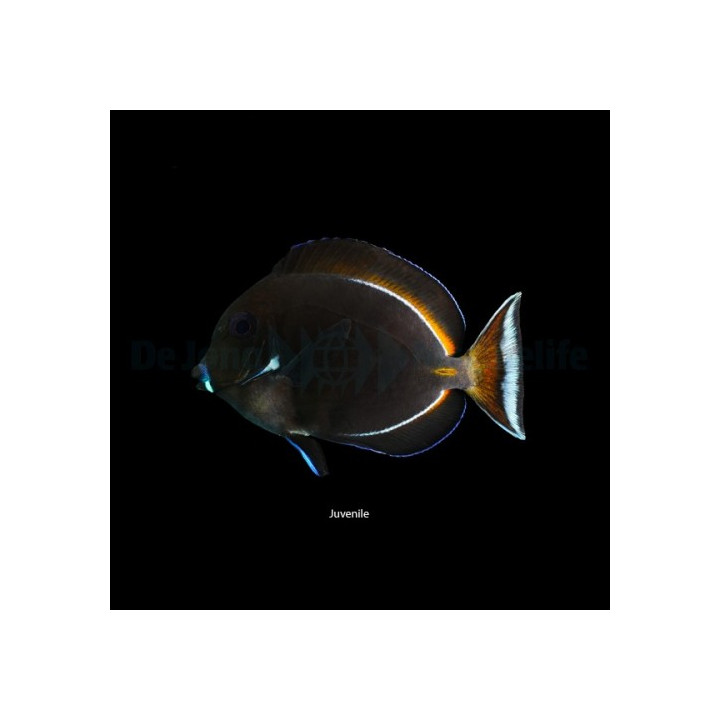 Acanthurus achilles , Tulivälskäri