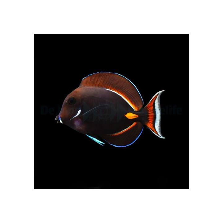 Acanthurus achilles , Tulivälskäri
