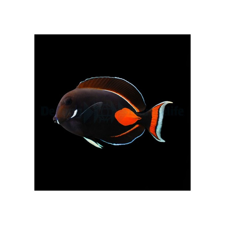 Acanthurus achilles , Tulivälskäri